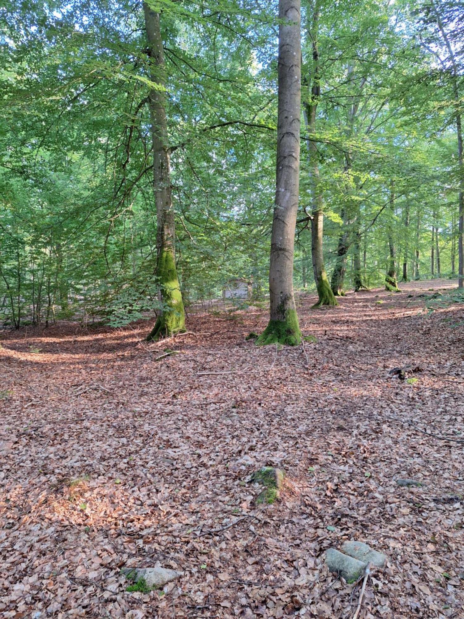 Bjaernhultsgardens Stugor Linderod Kültér fotó